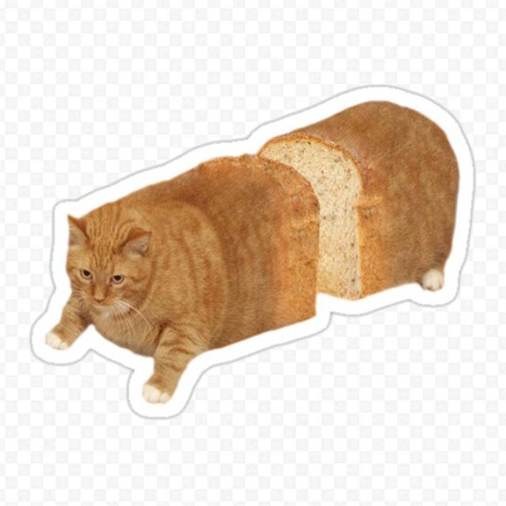 Chat Brioche